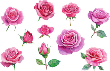 Fototapeta premium watercolor set of hot pink roses flowers