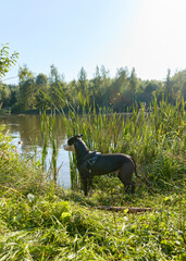 a dog walks near a lake in the woods