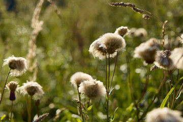 fluffy autumn plants in their natural habitat