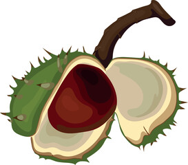 Dehiscent fruit of horse chestnut (Aesculus hippocastanum) isolated on white background	
