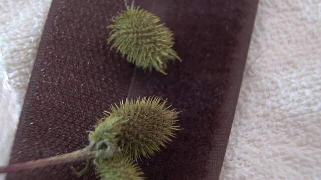 Natural fastening mechanisms: Prickly fruits of Xanthium strumarium, a classic example of biomimicry