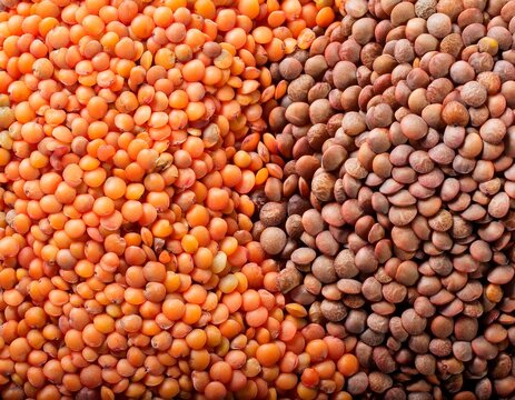 lentils or whole sabut masoor dal closeup