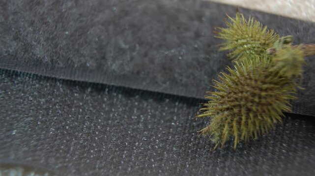 Natural prototype for Velcro: the Xanthium strumarium fruit. Natural fastening mechanisms