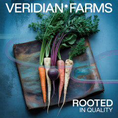 Fresh carrots and beetroots displayed with green tops on a textured surface