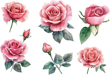 set of roses