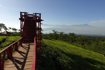 Beautiful Tea Plantation at Bukit Kuneer (Kuneer Mountain Tea Plantation) in Malang, Indonesia