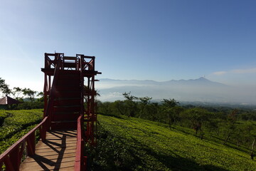 Beautiful Tea Plantation at Bukit Kuneer (Kuneer Mountain Tea Plantation) in Malang, Indonesia