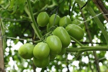 Unripe Tomato Cluster