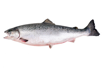 Whole Salmon, Fresh Fish, isolated on white background