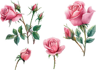 set of pink roses