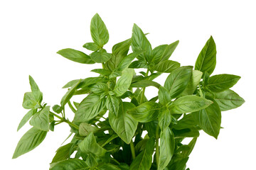 Fresh Basil Plant Ocimum basilicum, isolated on white background