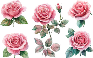 watercolor set of pink roses flowers
