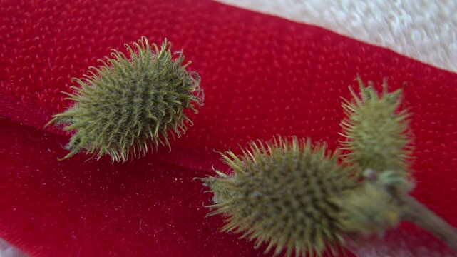 Cocklebur fruit (Xanthium strumarium) on the loop side of Velcro: Natural Prototype on Velcro Tape, Macro Shot.
