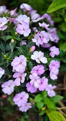 Close-up of vibrant purple and white impatiens flowers