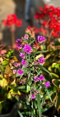Close-up of vibrant purple aster flowers blooming in the sunlight
