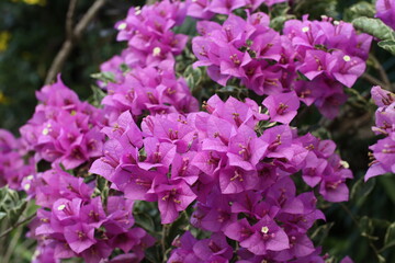 Bougainvillea Glabra Flower