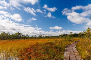 Wooden boardwalk hiking trail through a scandinavian autumn bog landscape with golden grass and blue sky, peaceful nature scenery, perfect for hiking, ecotourism, and wilderness exploration