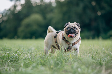Obraz premium A happy pug is standing on the grass and looking at the camera.