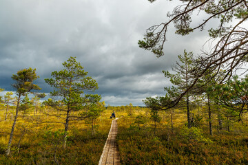 Wooden boardwalk trail through Scandinavian autumn landscape with pine trees under dramatic storm clouds, ideal for hiking, eco tourism, wilderness exploration and nature conservation projects