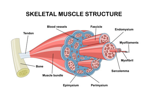 Skeletal muscle structure with anatomical inner layers outline diagram. labeled educational medical muscular section description with fascicle, epimysium, endomysium and fibers vector illustration.