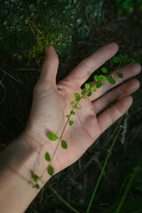 hand cradles a delicate green vine with small leaves in a tranquil forest setting, illuminated by soft natural light filtering through the trees