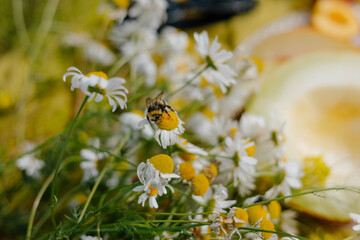 A bee busily gathers pollen from a cluster of wild daisies in a lush garden. The colorful setting showcases the beauty of nature on a bright, sunny afternoon