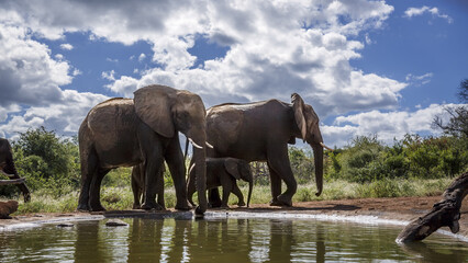 Two African bush elephants with calf along waterhole in Greater Kruger National park, South Africa ; Specie Loxodonta africana family of Elephantidae