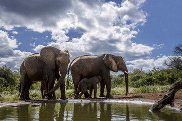 Fototapeta premium Two African bush elephants with calf suckling along waterhole in Greater Kruger National park, South Africa ; Specie Loxodonta africana family of Elephantidae
