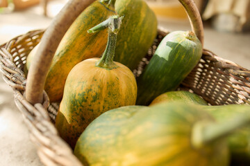 Autumn harvest gourds with green and yellow colors