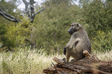 Fototapeta premium Chacma baboon male seated on a wood log in Kruger National park, South Africa ; Specie Papio ursinus family of Cercopithecidae