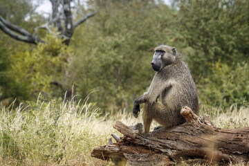 Chacma baboon male seated on a wood log in Kruger National park, South Africa ; Specie Papio ursinus family of Cercopithecidae