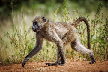 Chacma baboon full frame running in greater  Kruger National park, South Africa ; Specie Papio...