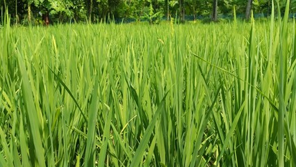 Dense field of tall green rice plants paddy agriculture