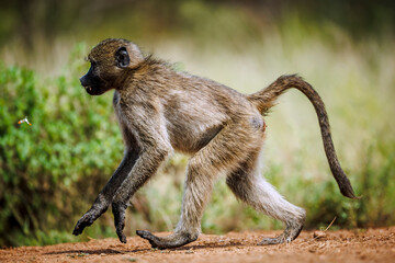 Chacma baboon full frame running in greater  Kruger National park, South Africa ; Specie Papio...