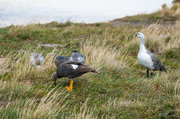 Upland Goose, Chloephaga picta, Tierra del Fuego National Park, Patagonia, Argentina.