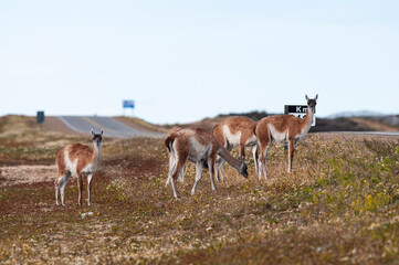 Guanacos crossing a route in Peninsula Valdes, Chubut Province,  Argentine Patagonia.