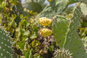 Prickly pear plant with multiple yellow fruits