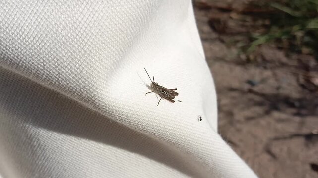 A grasshopper sits on the leg of a woman in white pants in the rays of the sun. Insects and people.