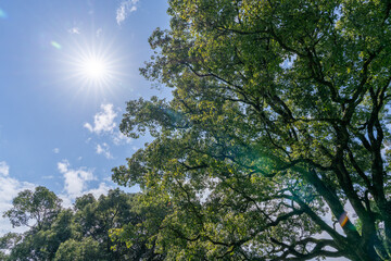 木々の間から差し込む太陽