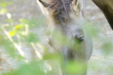 The eyes of a Konik horse peering through branches, gentle gaze of a Konik pony, brown eyes of a horse among green leaves, brown mane, sunshine, Konik in the wild, Equus ferus caballus © Rebecca