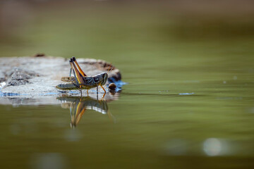 Grasshopper standing on water with reflection in Greater Kruger National park, South Africa