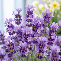 Fototapeta premium flowers 