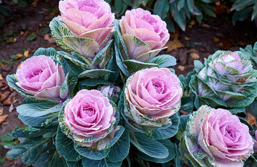 Garden flowerbed, decorative cauliflower, bright flowers