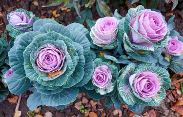 Garden flowerbed, decorative cauliflower, bright flowers