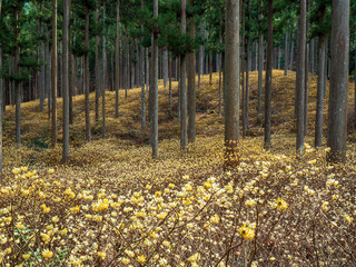 An ethereal spring scene where a cluster of yellow Mitsumata flowers covers the slope between straight cedar trees. The contrast of trunks and flowers conveys early spring in Japan.