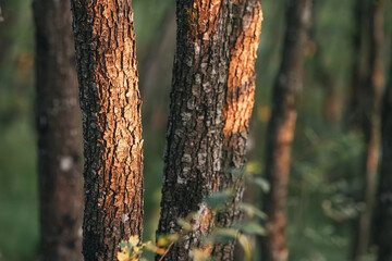 Tree bark textured details glowing in warm sunlight, creating a serene and natural woodland environment