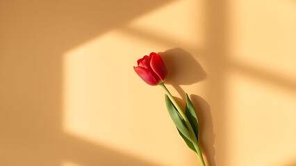 Single red tulip on a warm beige surface, arranged in a minimalist top-down composition.