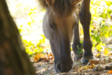 Konik with lowered head, horse searching for food in the leaves, the eyes of a Konik horse, the gentle gaze of a pony, brown eyes of a horse among green leaves, brown mane, sunshine, Konik in the wild © Rebecca