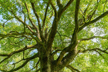 新緑の大きな木