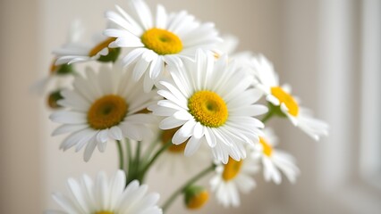 Fototapeta premium A delicate bouquet of daisies bathed in soft light, symbolizing purity and simplicity.